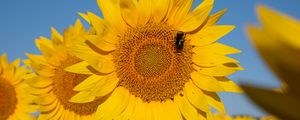 Preview wallpaper sunflower, flower, petals, bee, yellow