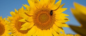 Preview wallpaper sunflower, flower, petals, bee, yellow