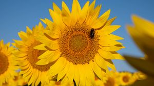 Preview wallpaper sunflower, flower, petals, bee, yellow