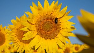 Preview wallpaper sunflower, flower, petals, bee, yellow