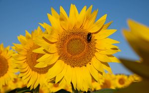 Preview wallpaper sunflower, flower, petals, bee, yellow