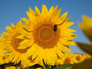 Preview wallpaper sunflower, flower, petals, bee, yellow