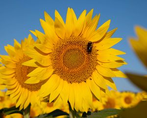 Preview wallpaper sunflower, flower, petals, bee, yellow