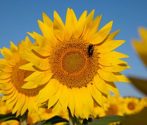 Preview wallpaper sunflower, flower, petals, bee, yellow