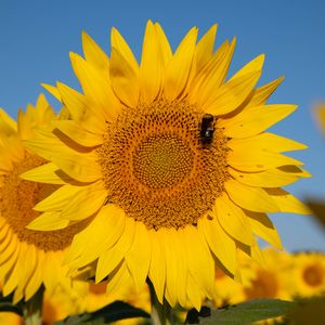 Preview wallpaper sunflower, flower, petals, bee, yellow