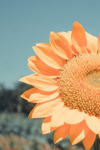 Preview wallpaper sunflower, flower, petals, yellow