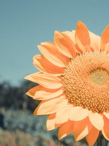 Preview wallpaper sunflower, flower, petals, yellow