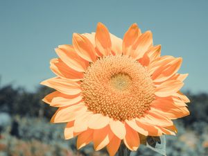 Preview wallpaper sunflower, flower, petals, yellow