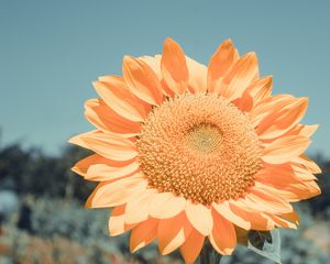 Preview wallpaper sunflower, flower, petals, yellow