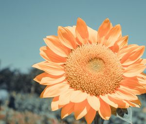 Preview wallpaper sunflower, flower, petals, yellow