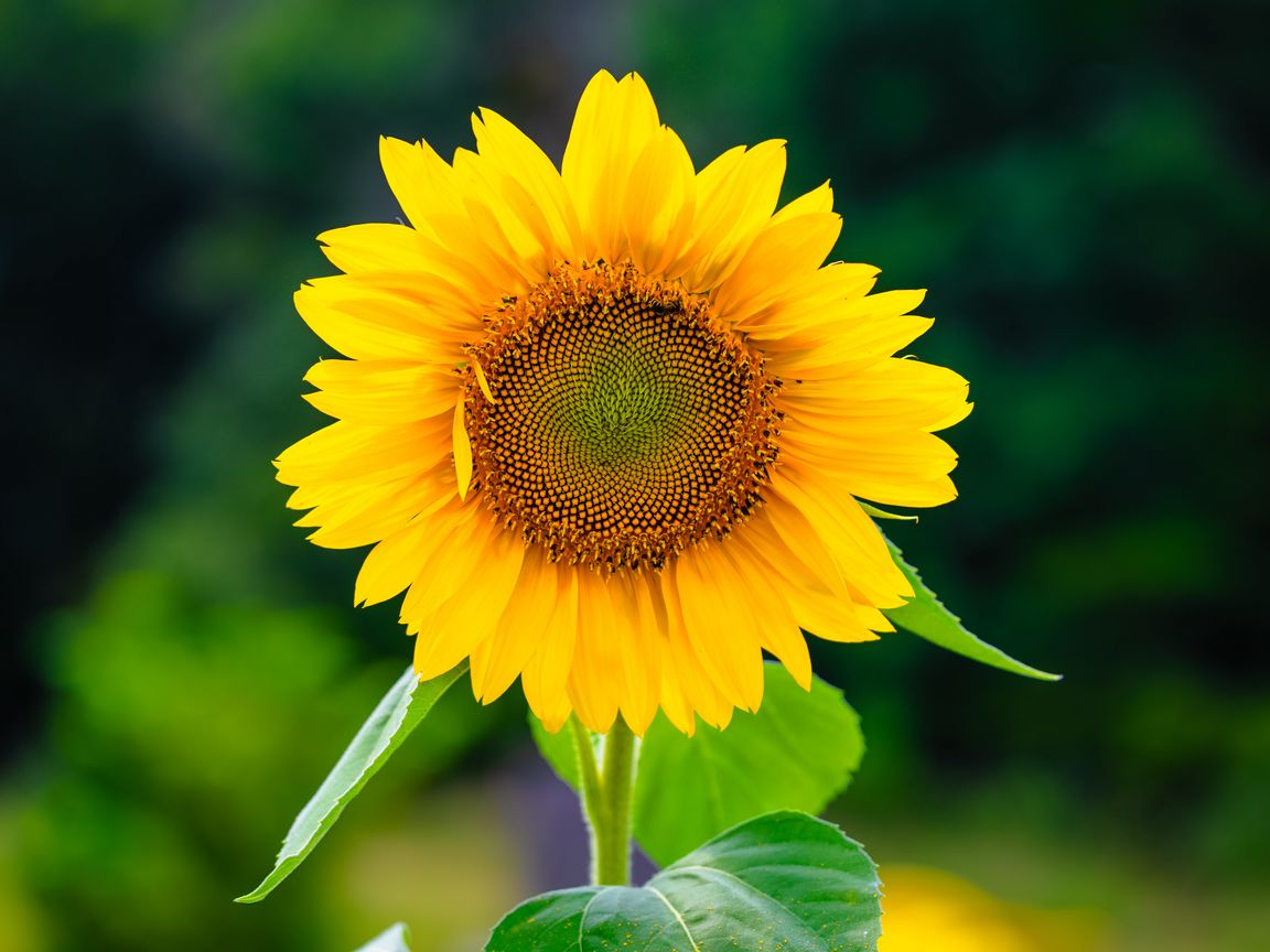 1152x864 Wallpaper sunflower, flower, petals, yellow, plant