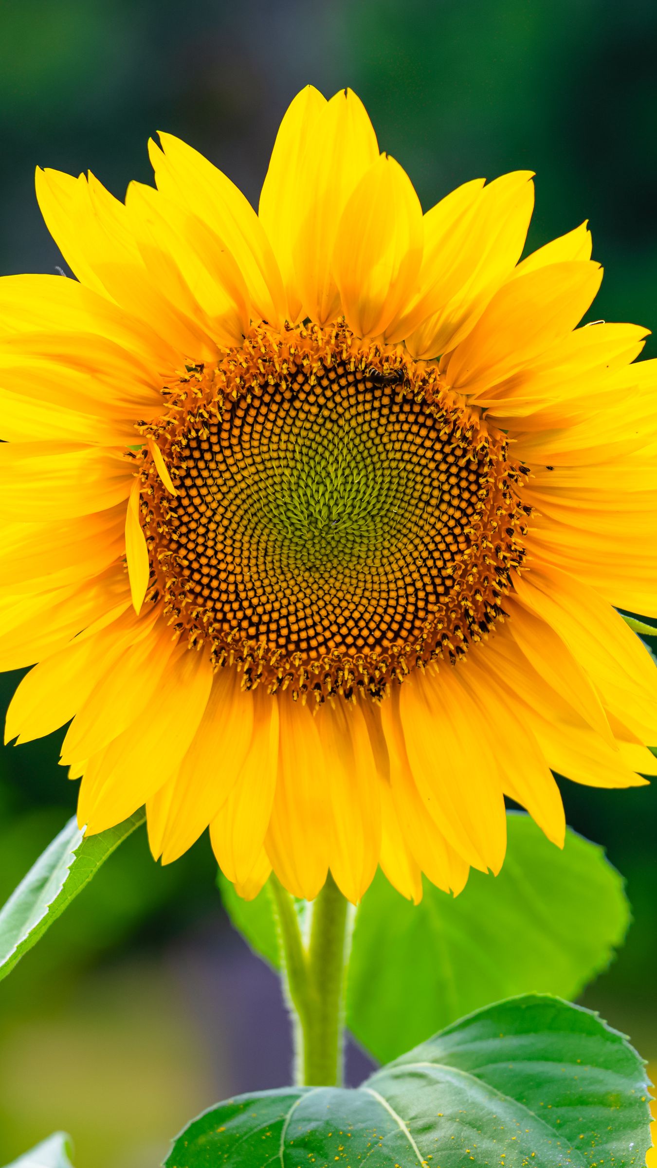 1350x2400 Wallpaper sunflower, flower, petals, yellow, plant