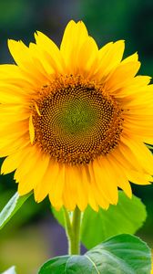 Preview wallpaper sunflower, flower, petals, yellow, plant