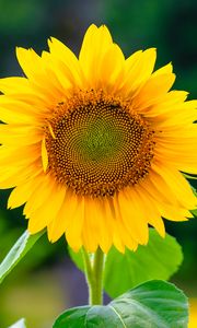 Preview wallpaper sunflower, flower, petals, yellow, plant