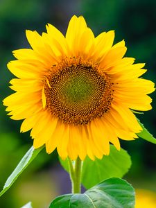 Preview wallpaper sunflower, flower, petals, yellow, plant