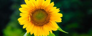 Preview wallpaper sunflower, flower, petals, yellow, plant