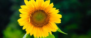 Preview wallpaper sunflower, flower, petals, yellow, plant