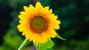 Preview wallpaper sunflower, flower, petals, yellow, plant