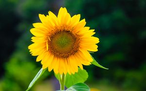 Preview wallpaper sunflower, flower, petals, yellow, plant