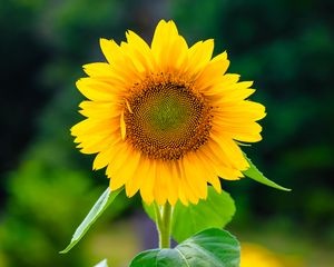 Preview wallpaper sunflower, flower, petals, yellow, plant