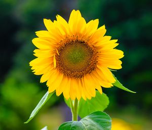 Preview wallpaper sunflower, flower, petals, yellow, plant