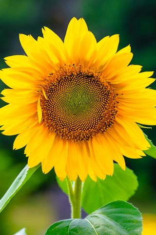 320x480 Wallpaper sunflower, flower, petals, yellow, plant