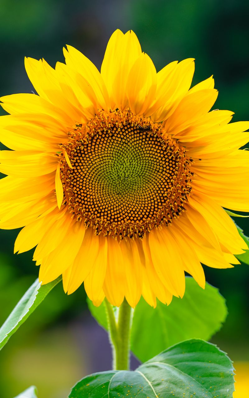 800x1280 Wallpaper sunflower, flower, petals, yellow, plant