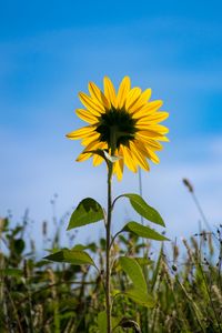 Preview wallpaper sunflower, flower, petals, yellow, field