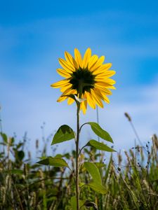 Preview wallpaper sunflower, flower, petals, yellow, field