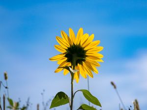 Preview wallpaper sunflower, flower, petals, yellow, field