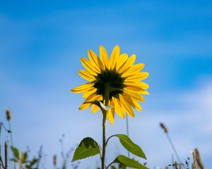 Preview wallpaper sunflower, flower, petals, yellow, field