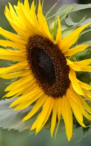 Preview wallpaper sunflower, flower, petals, plant