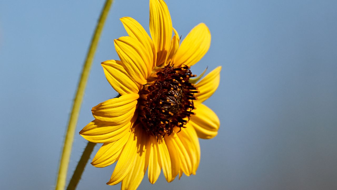Wallpaper sunflower, flower, petals, macro