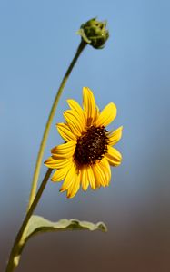 Preview wallpaper sunflower, flower, petals, macro