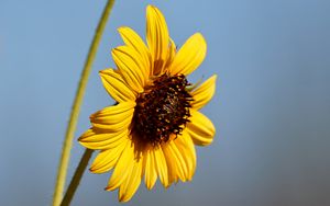 Preview wallpaper sunflower, flower, petals, macro