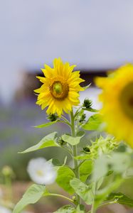 Preview wallpaper sunflower, flower, petals, yellow, leaves