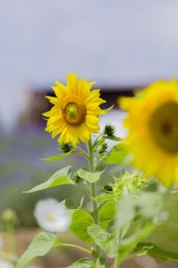 Preview wallpaper sunflower, flower, petals, yellow, leaves