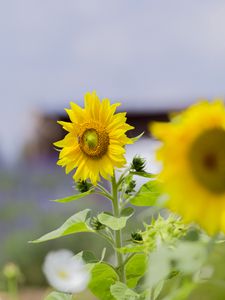 Preview wallpaper sunflower, flower, petals, yellow, leaves