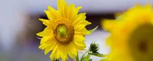 Preview wallpaper sunflower, flower, petals, yellow, leaves