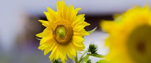 Preview wallpaper sunflower, flower, petals, yellow, leaves