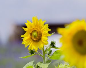 Preview wallpaper sunflower, flower, petals, yellow, leaves