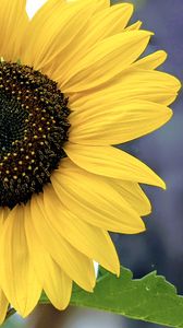 Preview wallpaper sunflower, flower, petals, yellow, macro