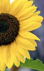 Preview wallpaper sunflower, flower, petals, yellow, macro