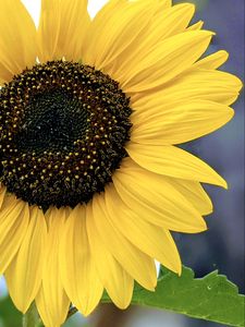 Preview wallpaper sunflower, flower, petals, yellow, macro