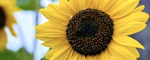 Preview wallpaper sunflower, flower, petals, yellow, macro