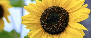 Preview wallpaper sunflower, flower, petals, yellow, macro