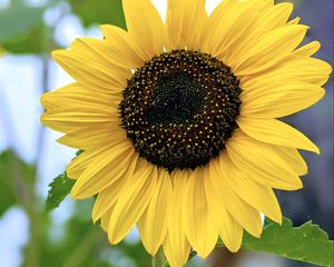 Preview wallpaper sunflower, flower, petals, yellow, macro