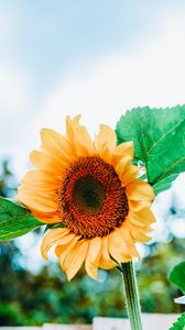 Preview wallpaper sunflower, flower, petals, yellow, leaves, bee