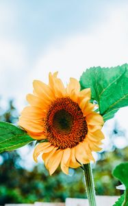 Preview wallpaper sunflower, flower, petals, yellow, leaves, bee