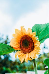 Preview wallpaper sunflower, flower, petals, yellow, leaves, bee